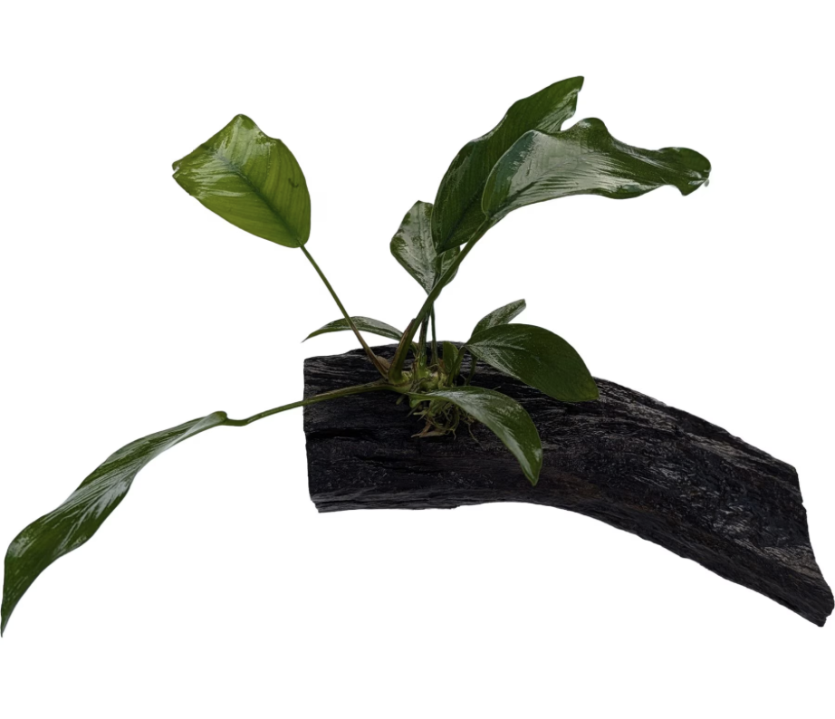 Anubias