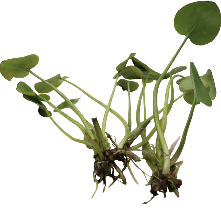 Frogbit