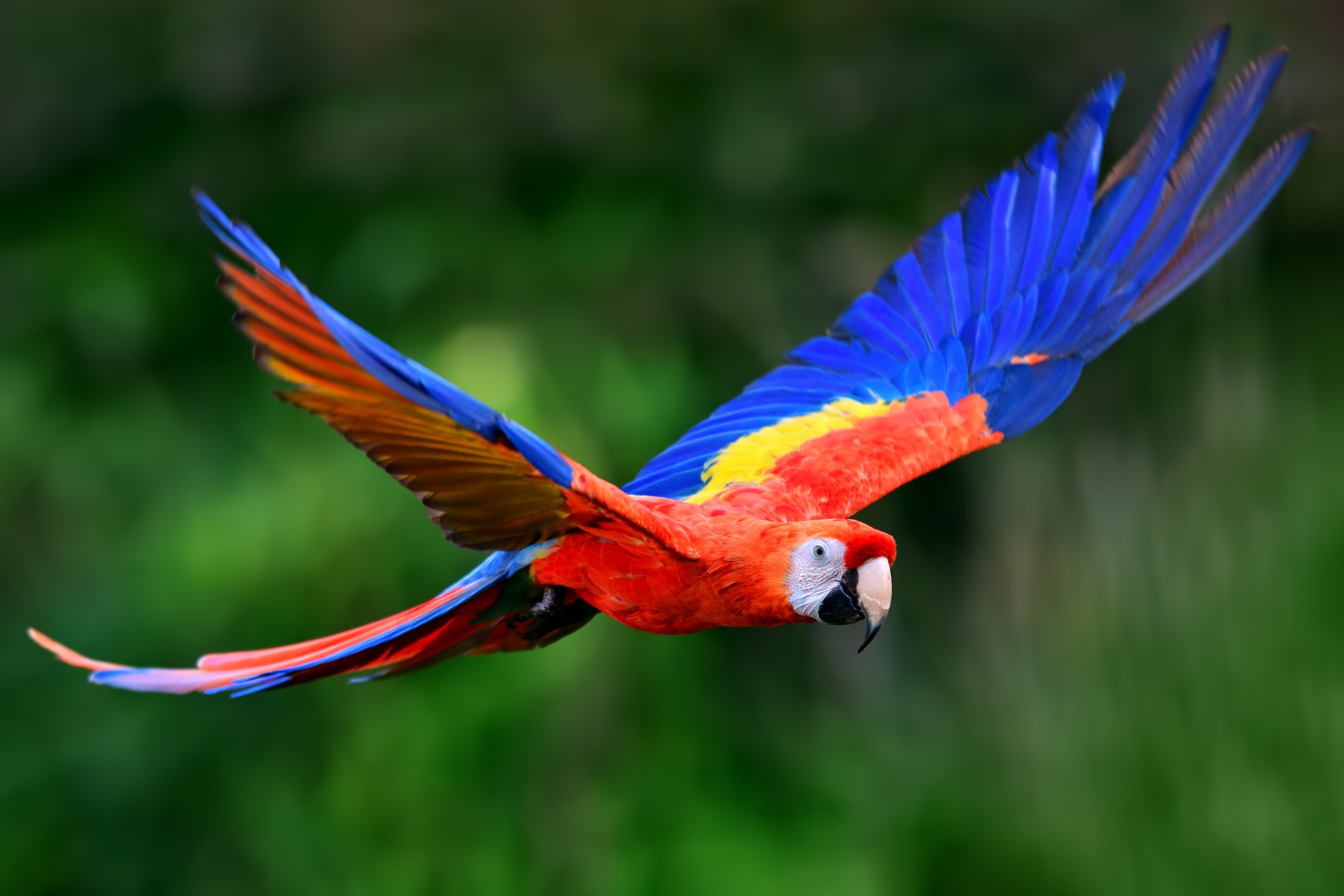 How Loud Are Scarlet Macaws? Decibels, Causes & Coping Strategies