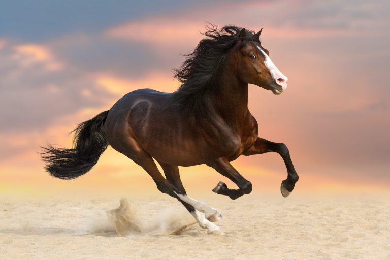 Best Horse Paddock Footing: 9 Options Compared