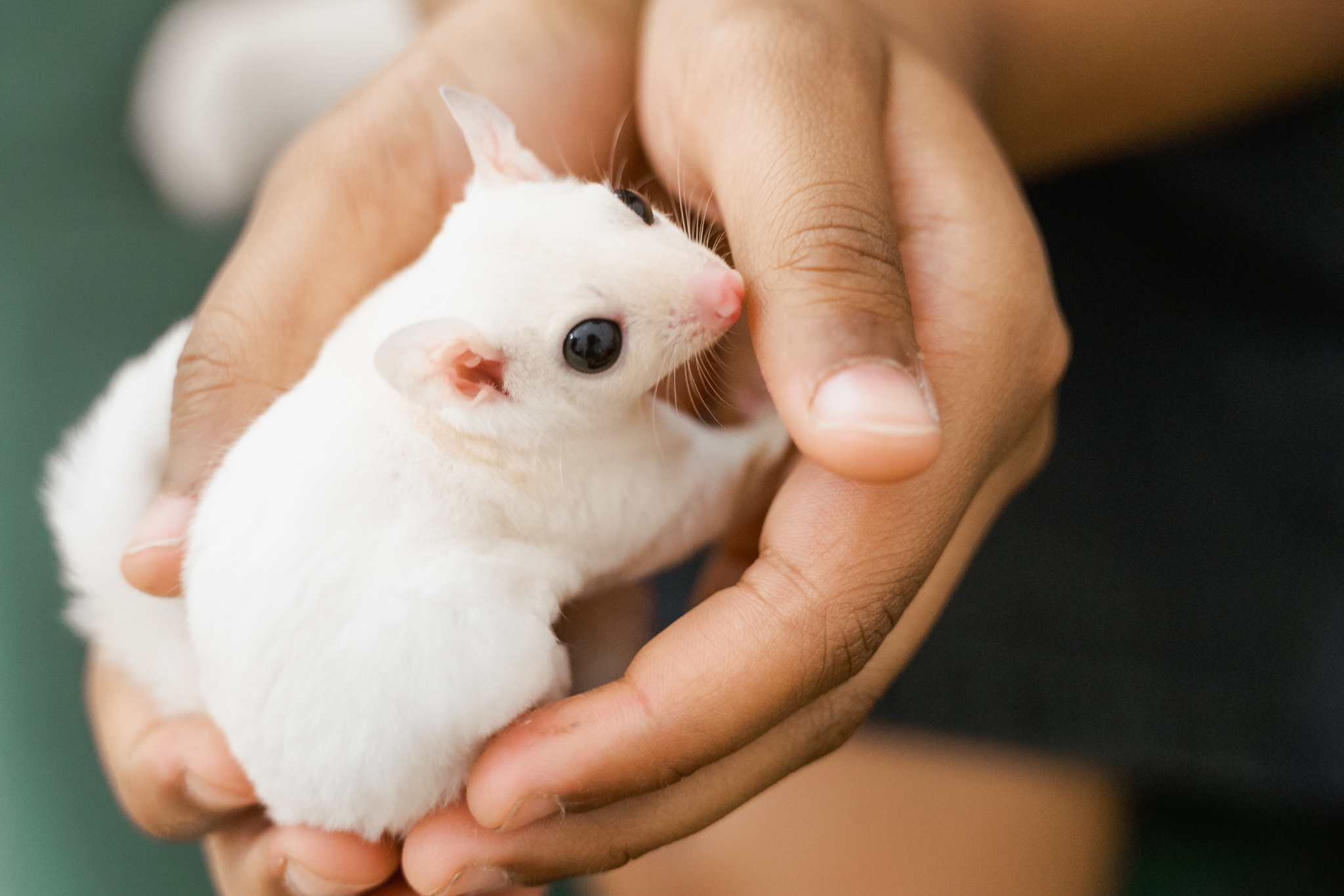 Bond With Your Sugar Glider