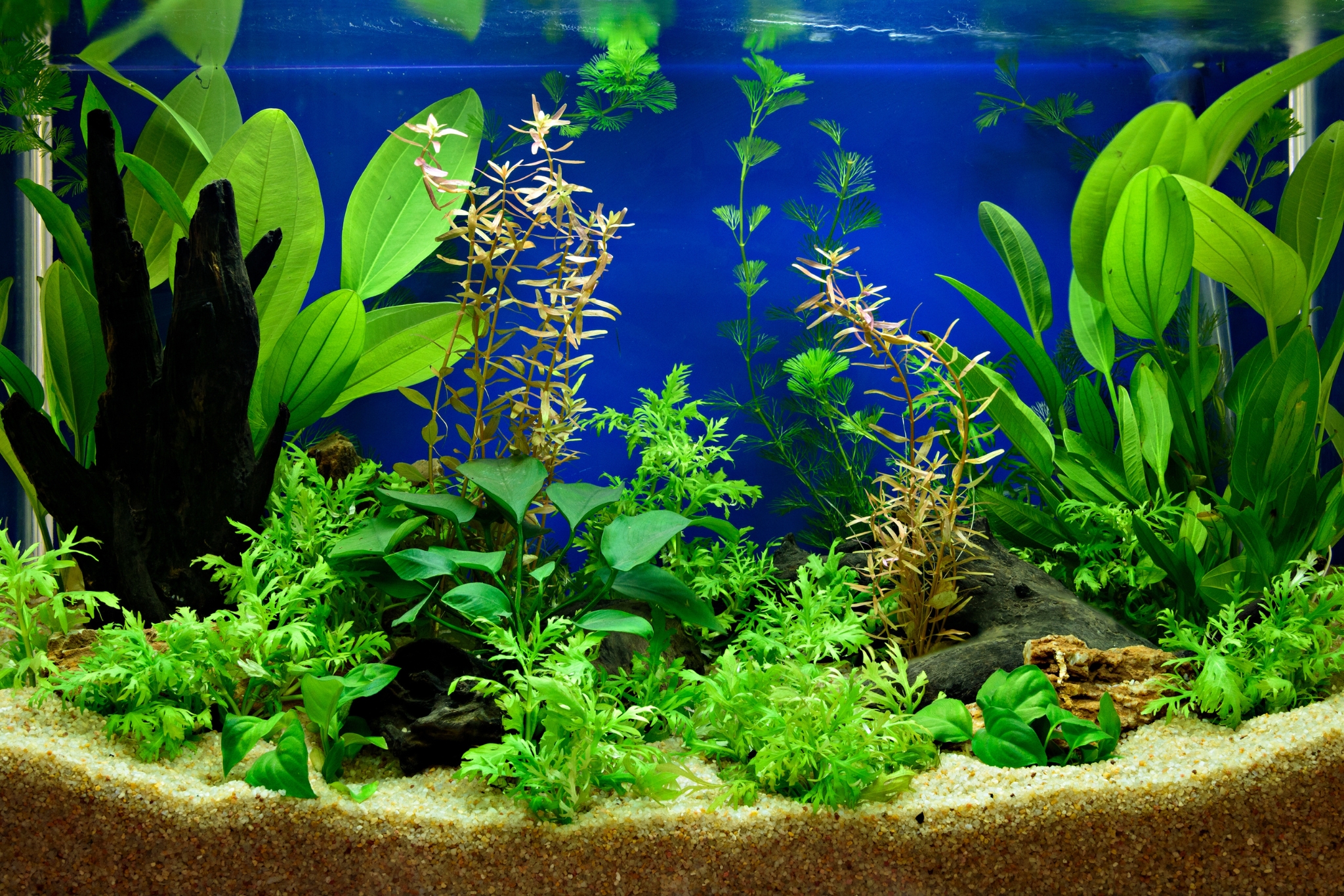 The Best Freshwater Aquarium Plants for Crystal Clear Water Quality