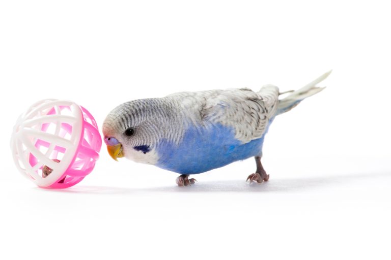 Best Parakeet Toys for Enrichment, Chewing, and Play
