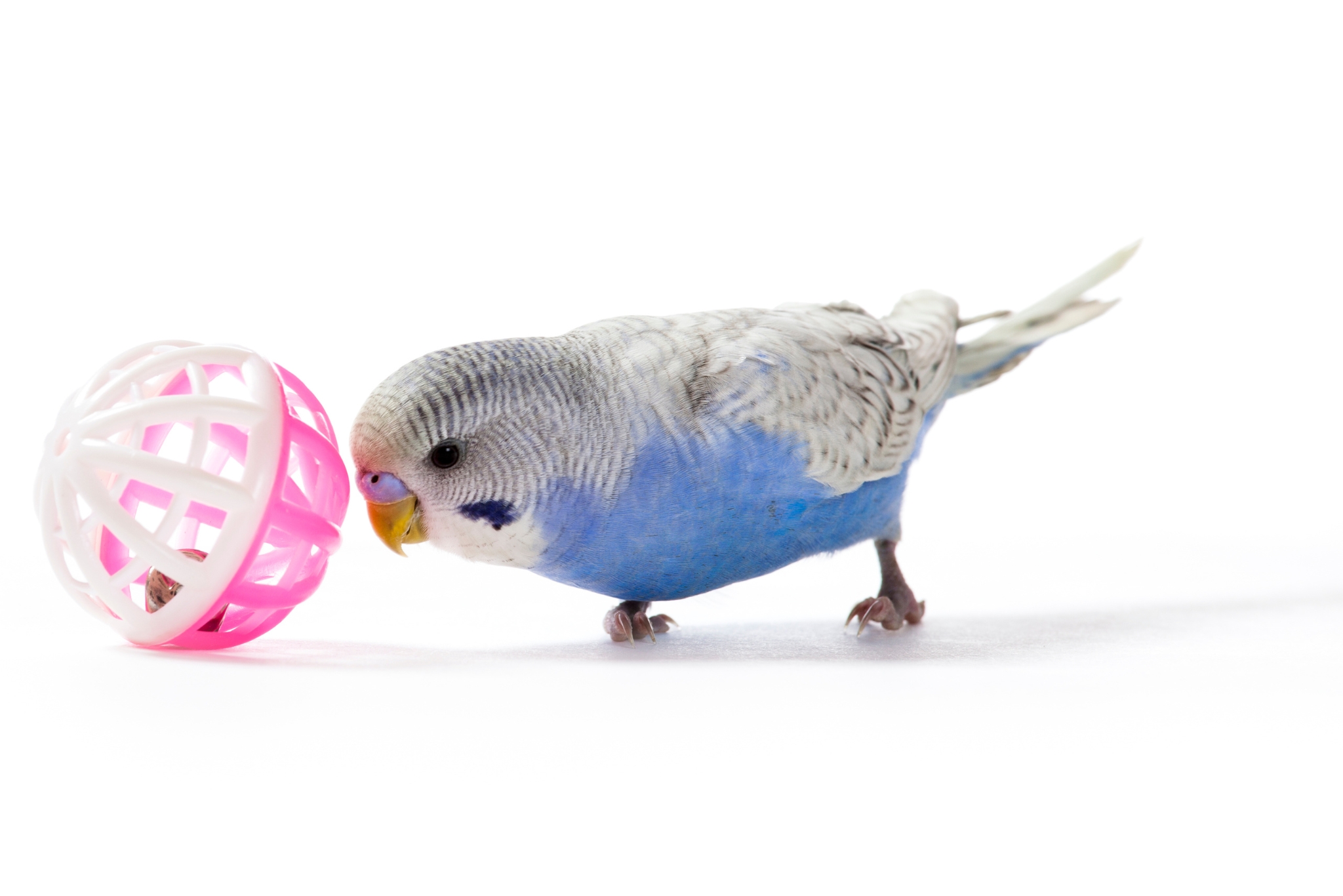 Best Parakeet Toys for Enrichment, Chewing, and Play