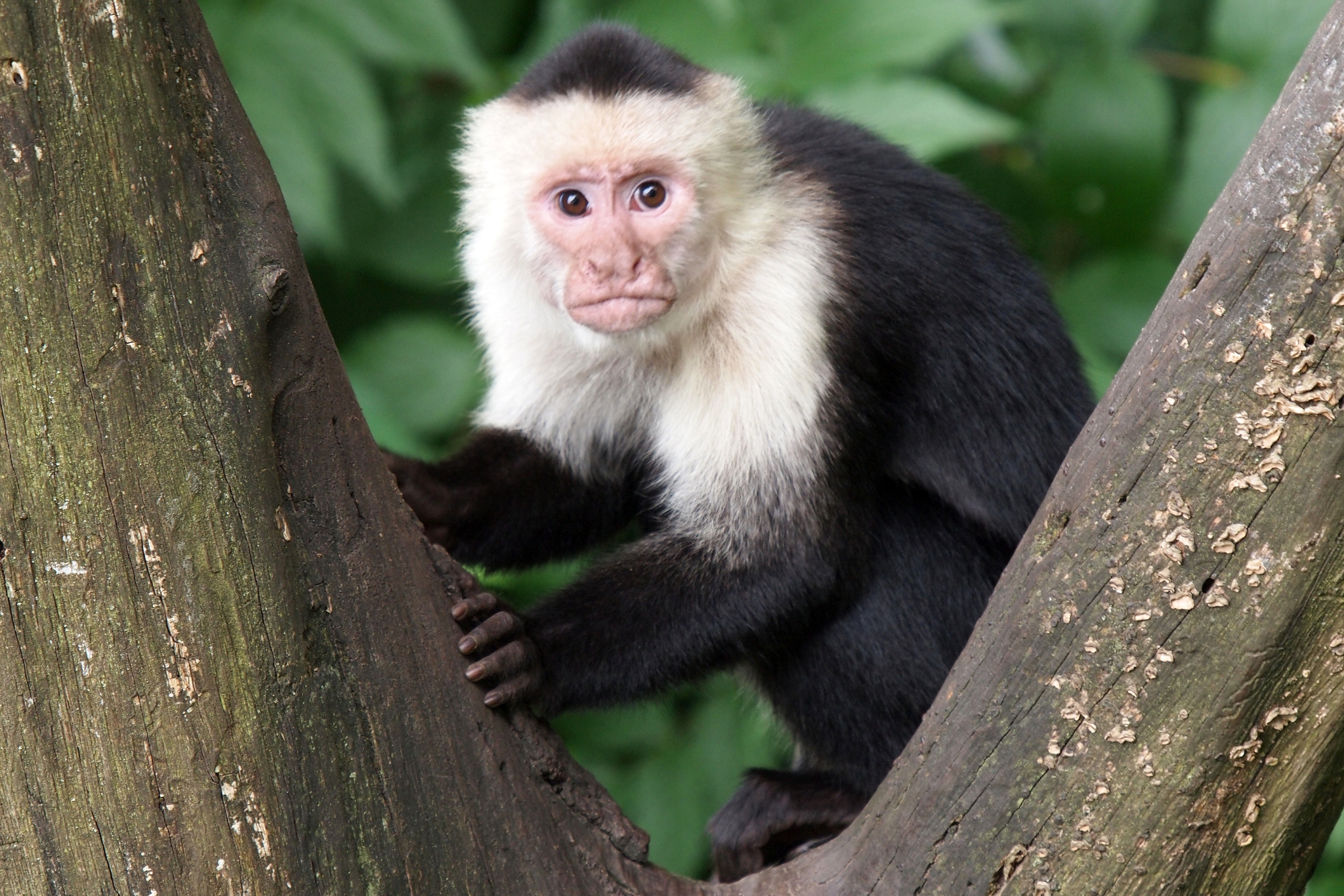 Are Pet Monkeys Legal in Ohio? What the Law Actually Says