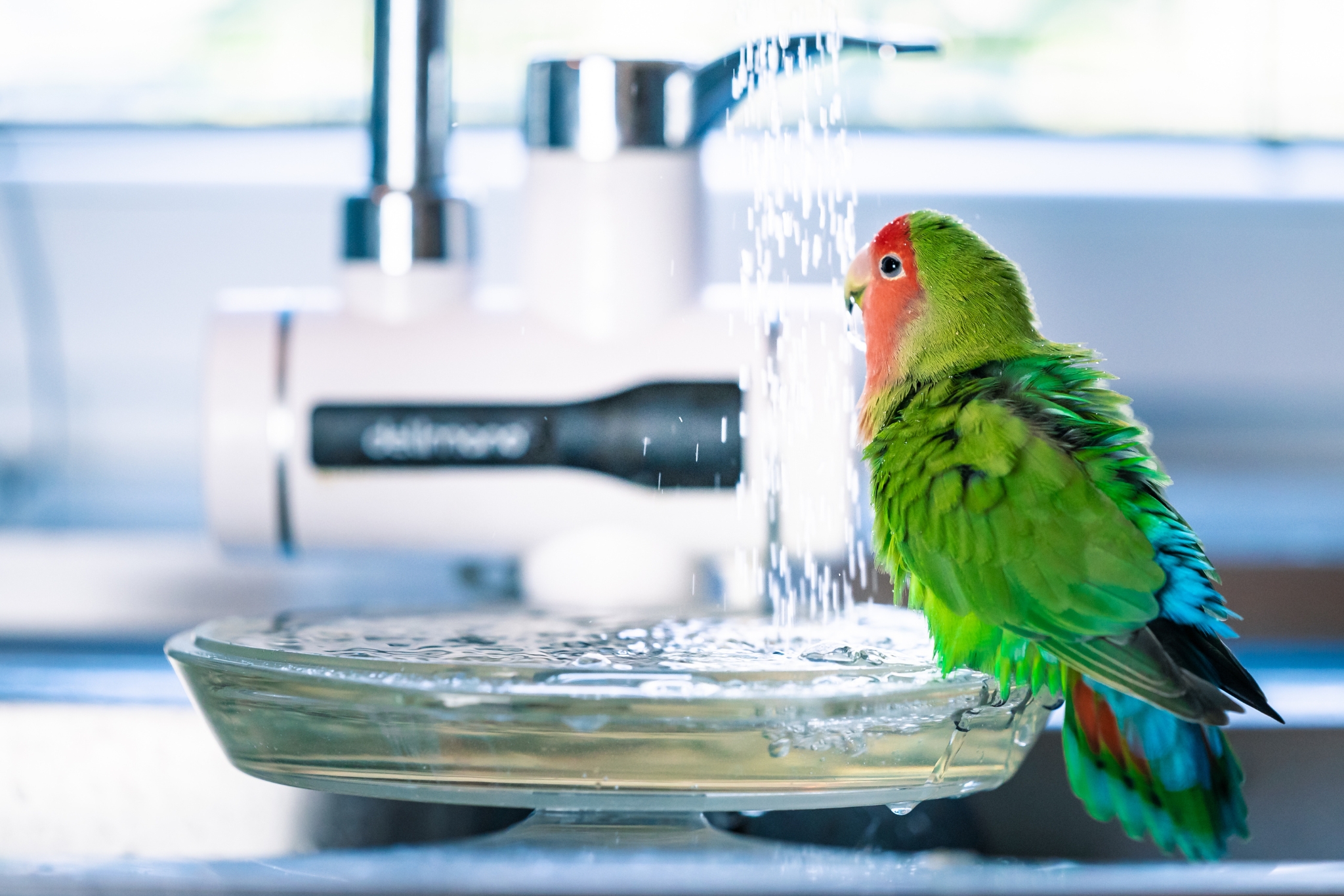 How to Give Your Parrot a Bath: Your Complete Guide to Happy, Healthy Feathers