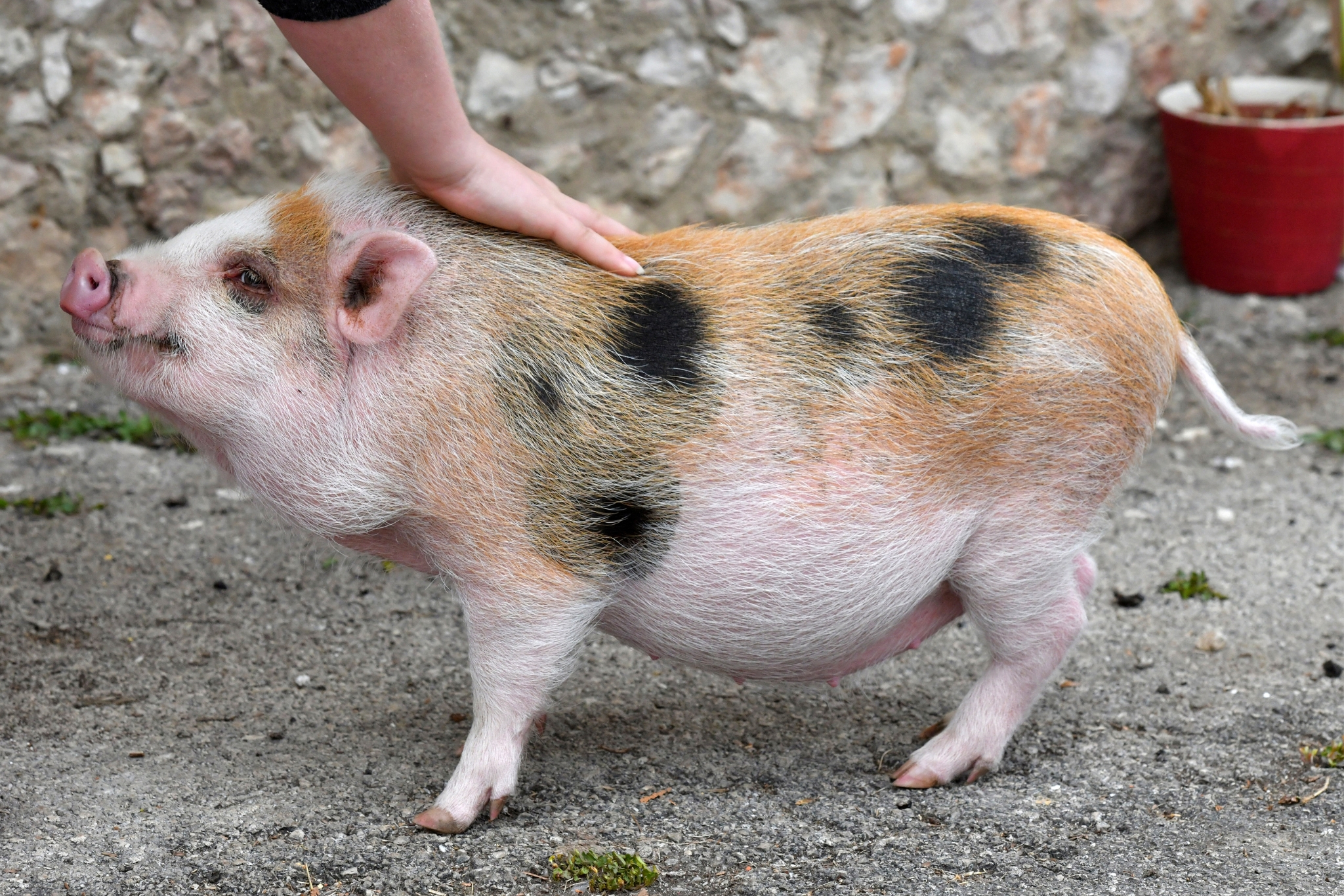 How to Help Your Pot Belly Pig Lose Weight Safely