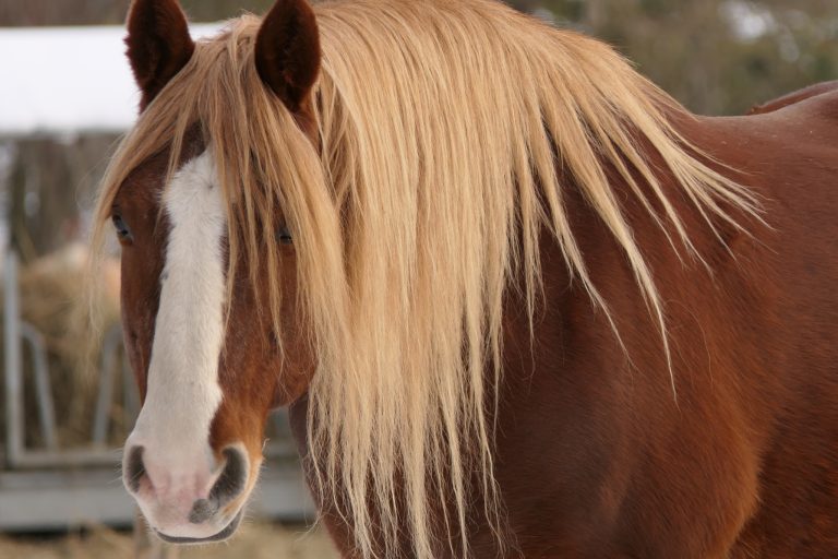 Why Your Horse's Mane and Tail Isn't Growing (And How to Fix It)