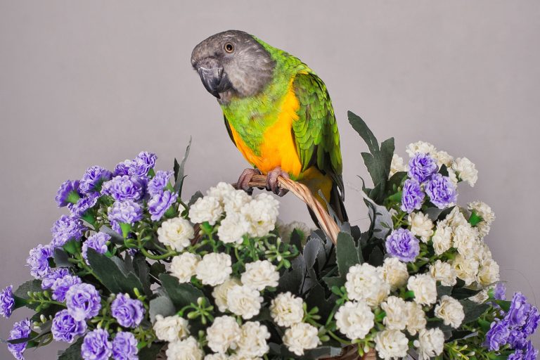 Parrot Safe Flowers for Foraging, Chewing, and Snacking