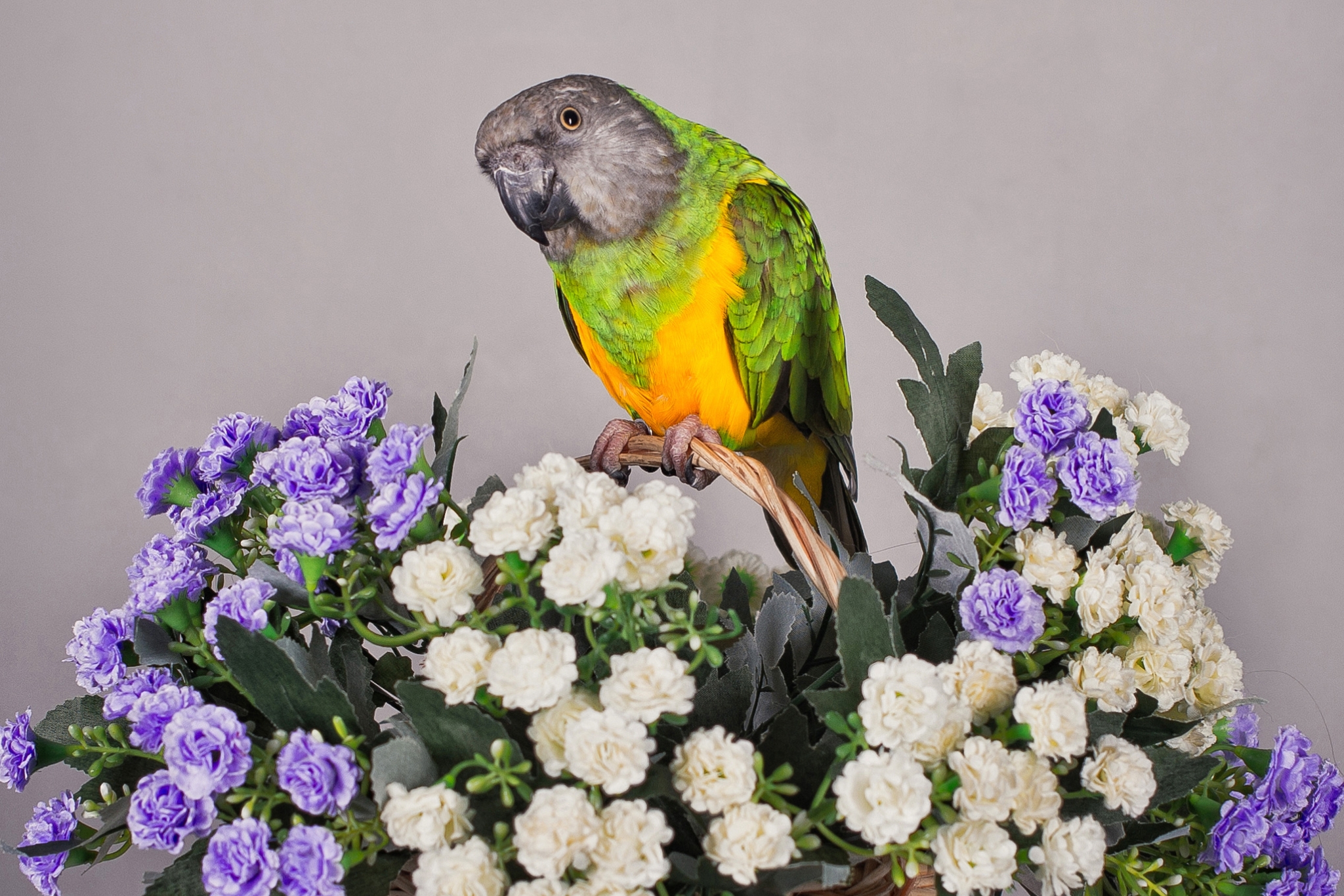 Parrot Safe Flowers for Foraging, Chewing, and Snacking