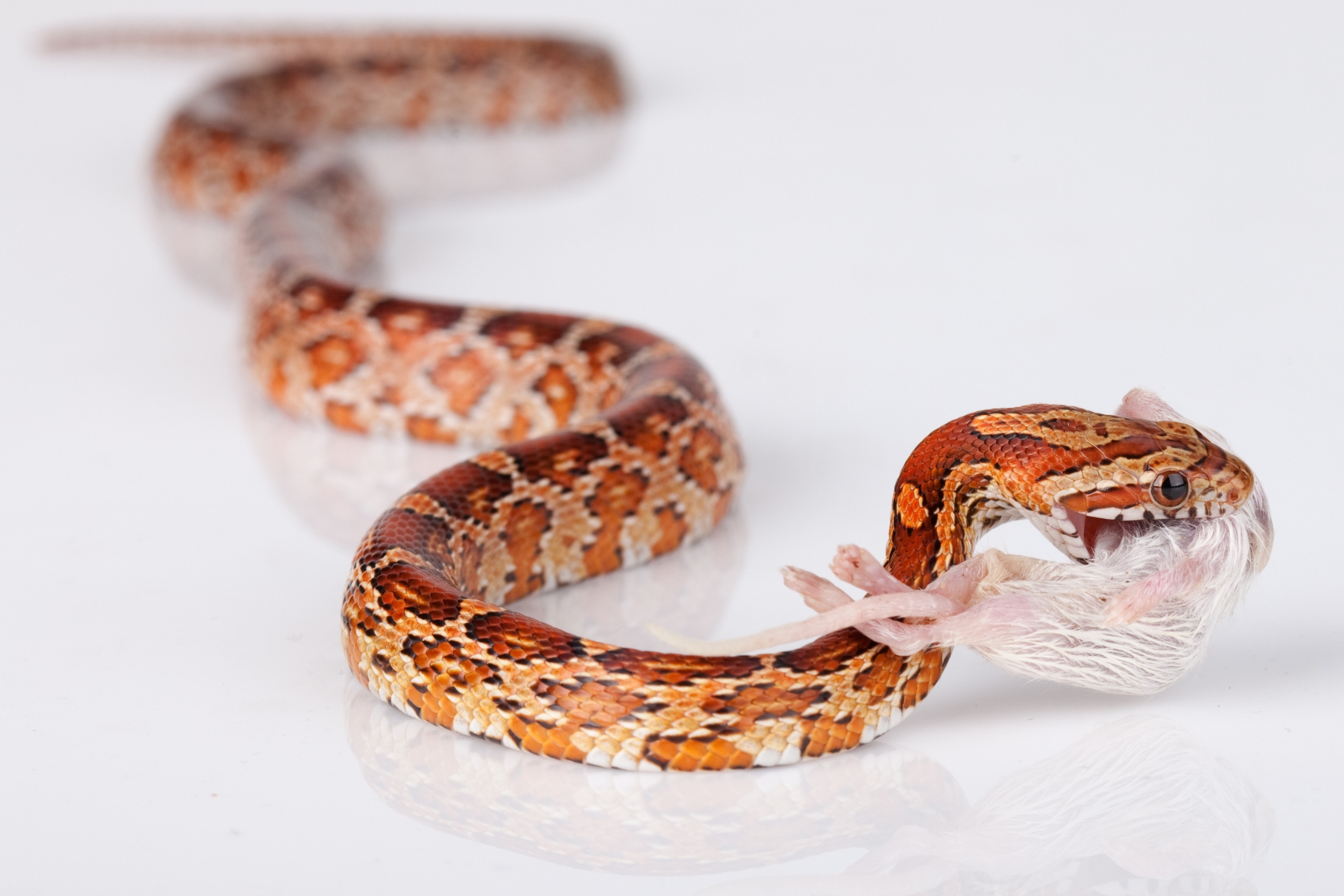 How to Safely Handle Frozen-Thawed Prey for Pet Reptiles