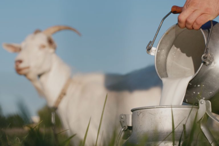 Why Goat Milk Is Worth It: Nutrition, Digestion, and Benefits Explained