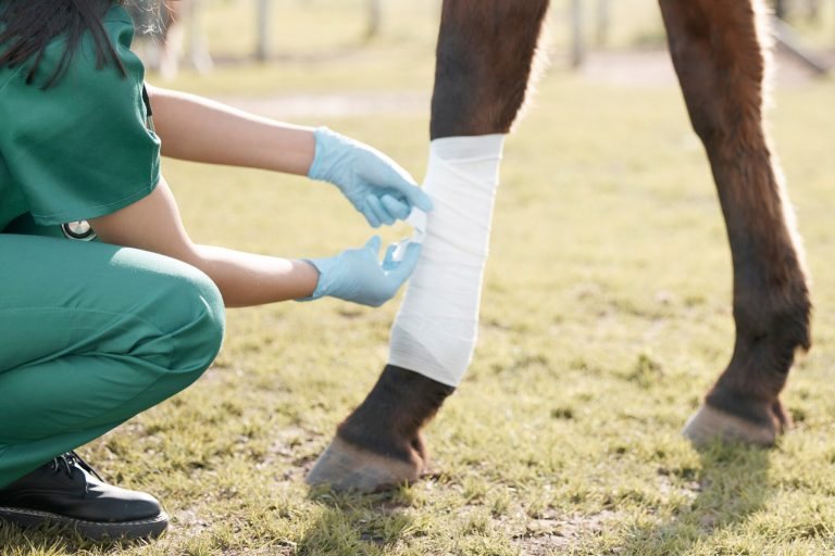 Horse Wound Care 101: First Aid Steps Every Owner Should Know