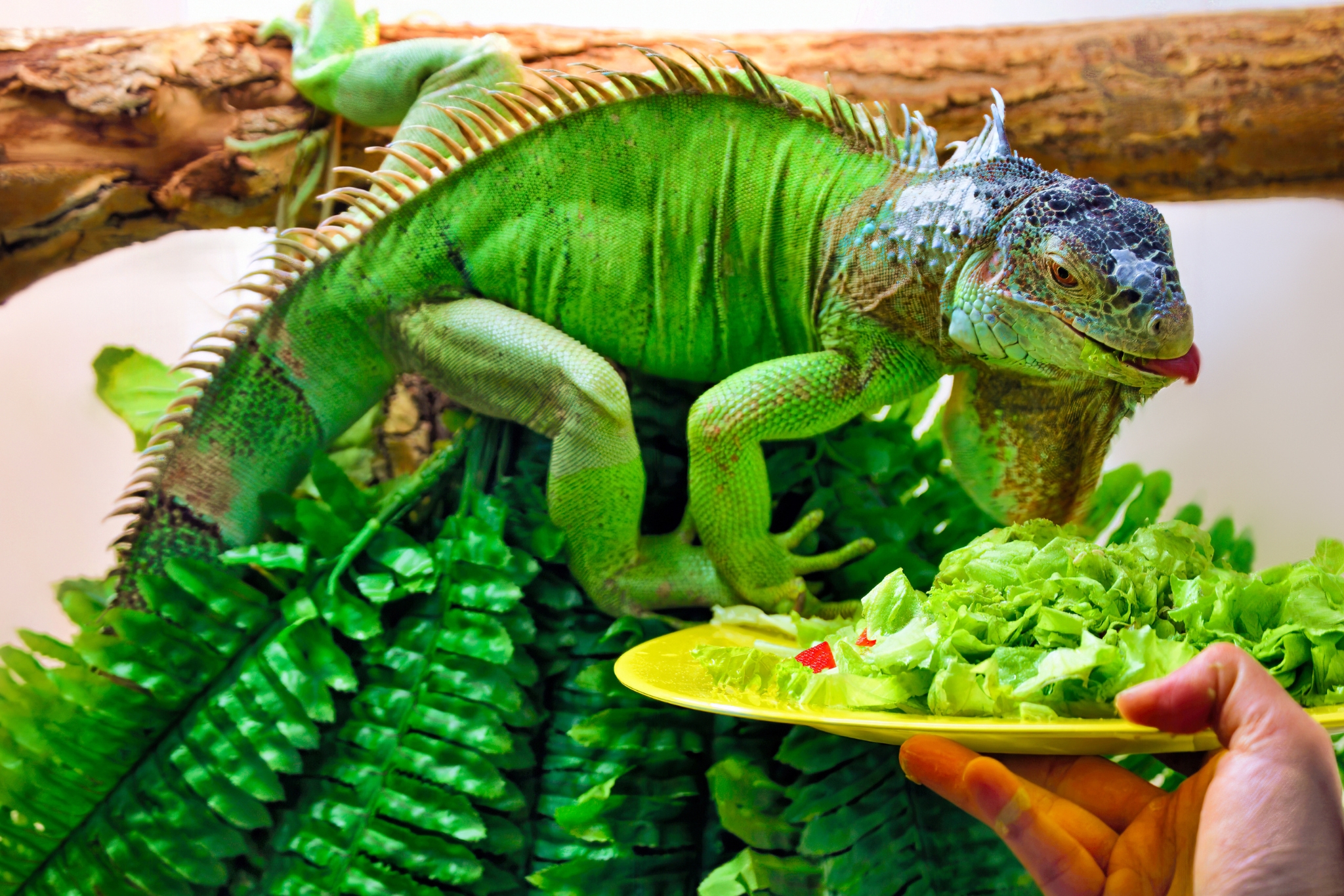 Green Iguana Diet: The Best Vegetables to Feed (and Which to Avoid)