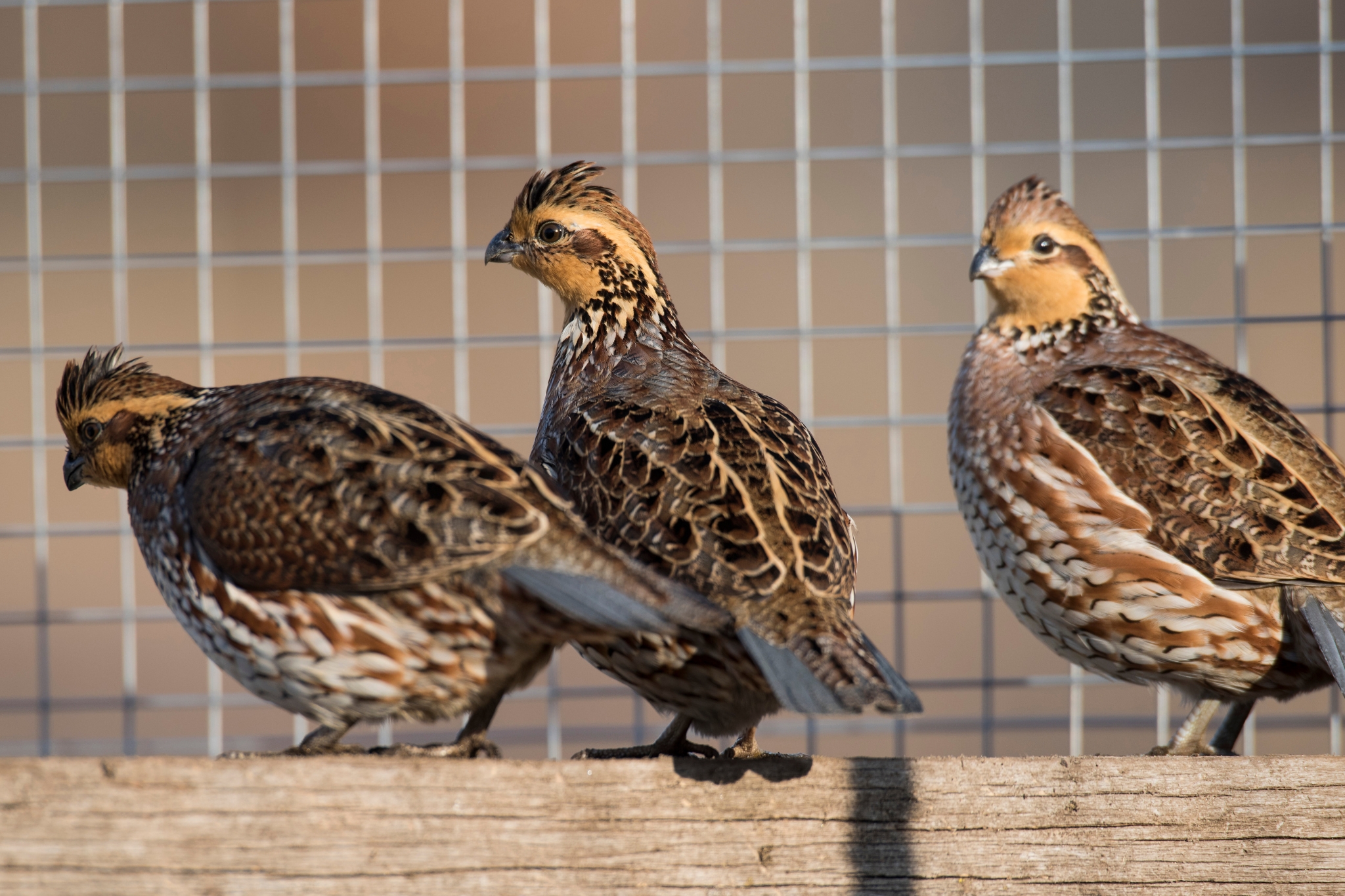 How to Raise Quail in Your Backyard (Even in the Suburbs)