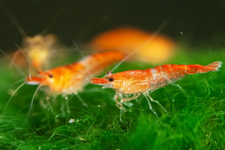 Cherry Shrimp 101: Tank Setup, Feeding, and Breeding Explained