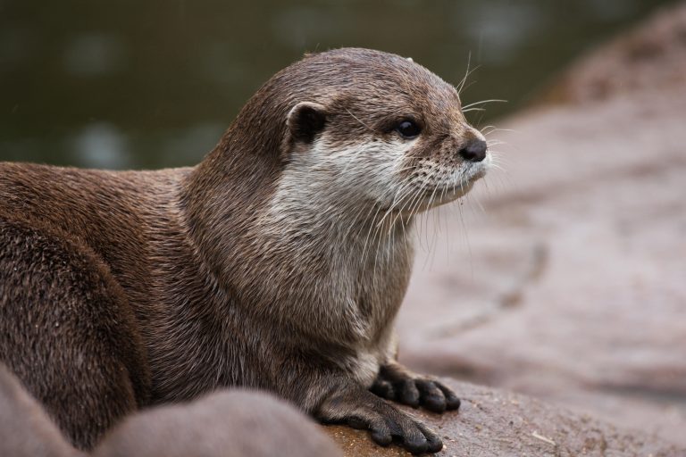 6 Best Pet Otter Treats Worth Stocking Up On
