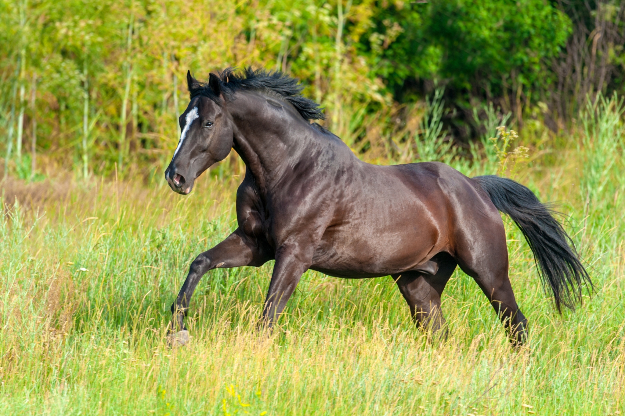 9 Things I Wish I Knew Before Buying My First Horse