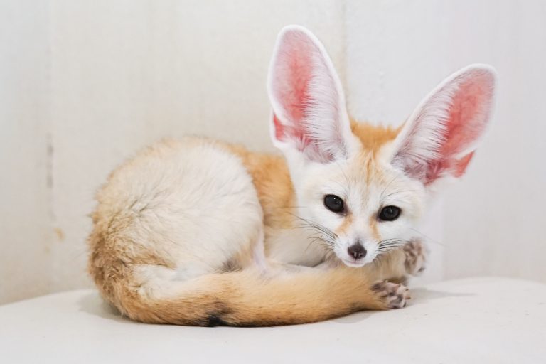 Why Your Fennec Fox Won't Use the Litter Box (And How to Fix It)