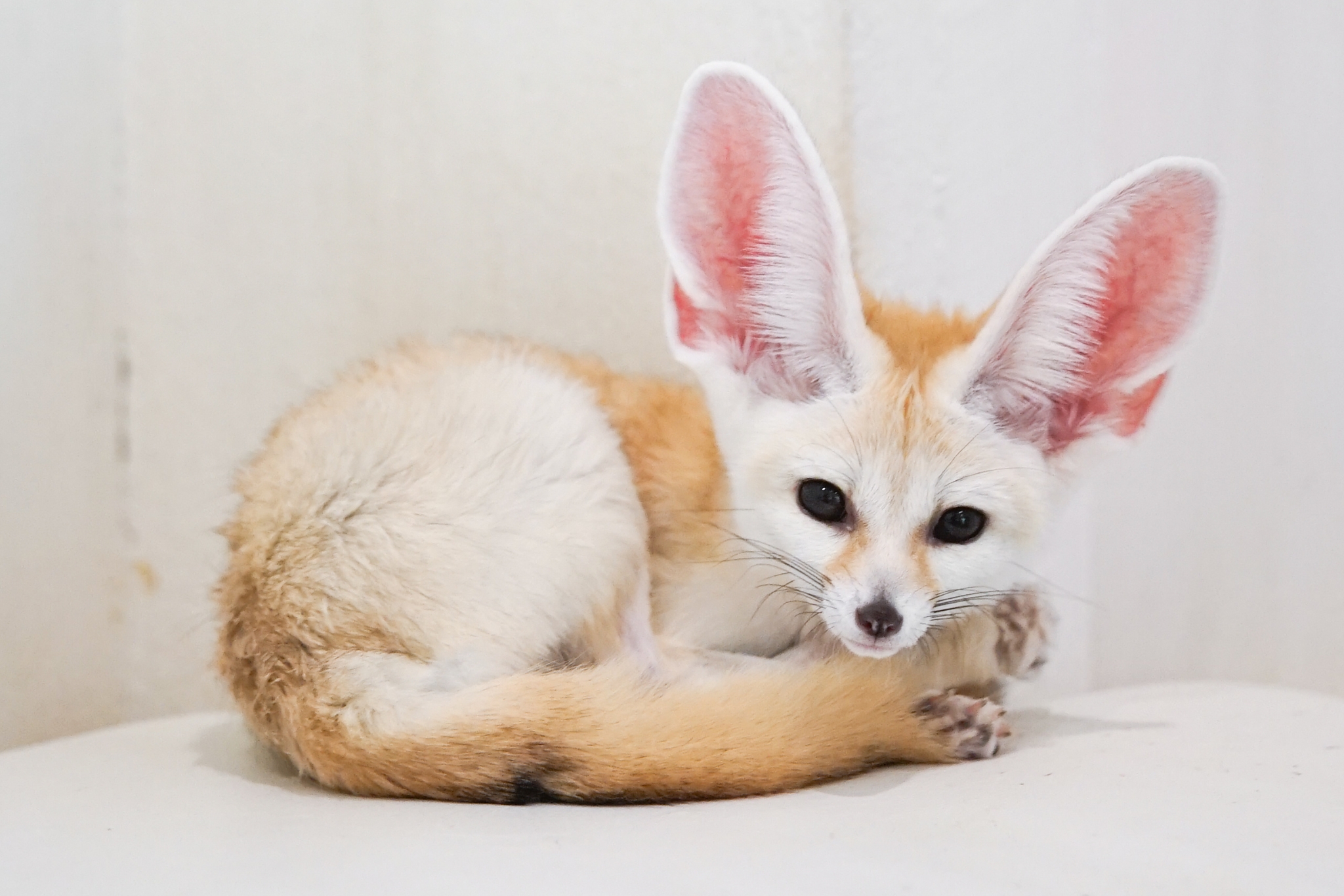 Why Your Fennec Fox Won't Use the Litter Box (And How to Fix It)