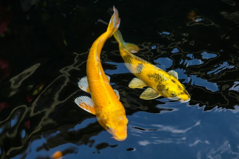 Koi, Goldfish, or Something Else? How to Pick the Right Fish for Your Backyard Pond