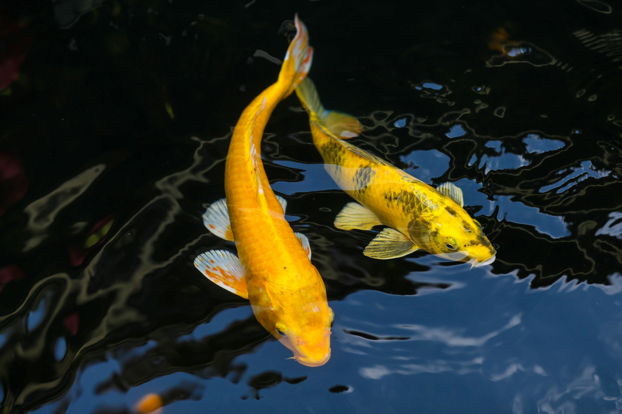 Koi, Goldfish, or Something Else? How to Pick the Right Fish for Your Backyard Pond