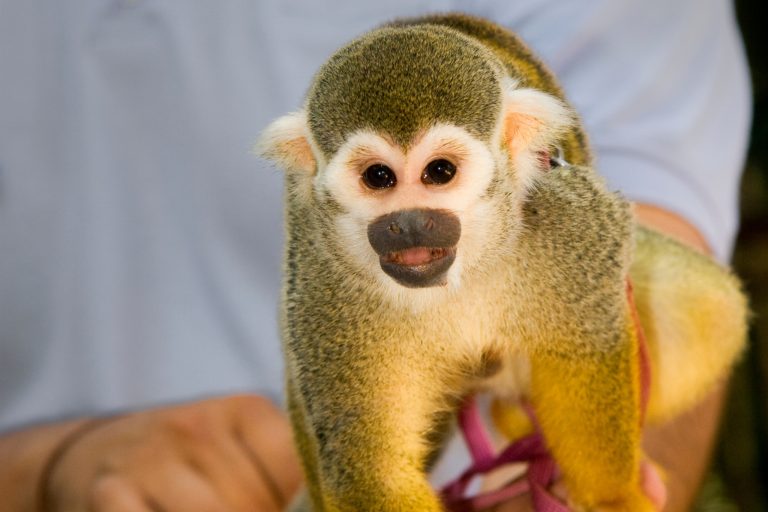 Traveling With a Pet Monkey: What USA Owners Need to Know