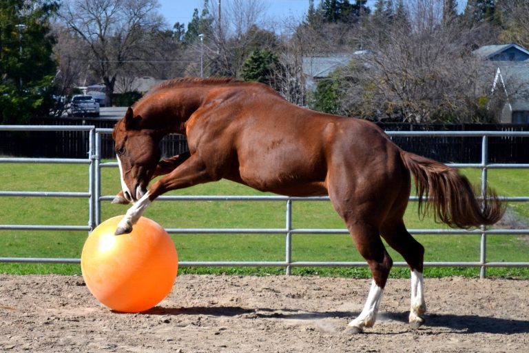 10 Horse Toys That Stop Cribbing, Weaving & Boredom