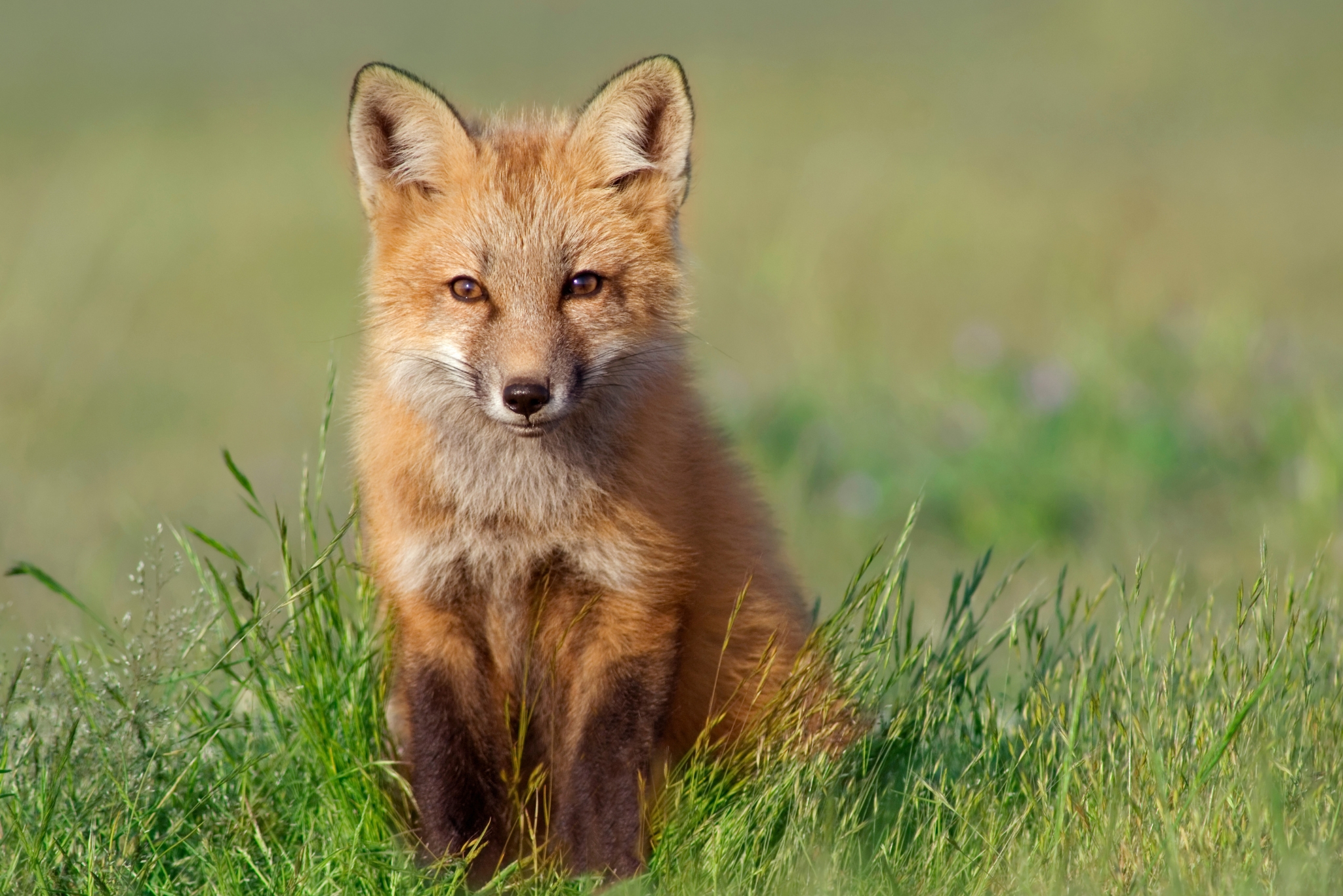 11 Healthy Treats for Pet Red Foxes: Meat, Freeze Dried & Natural Picks