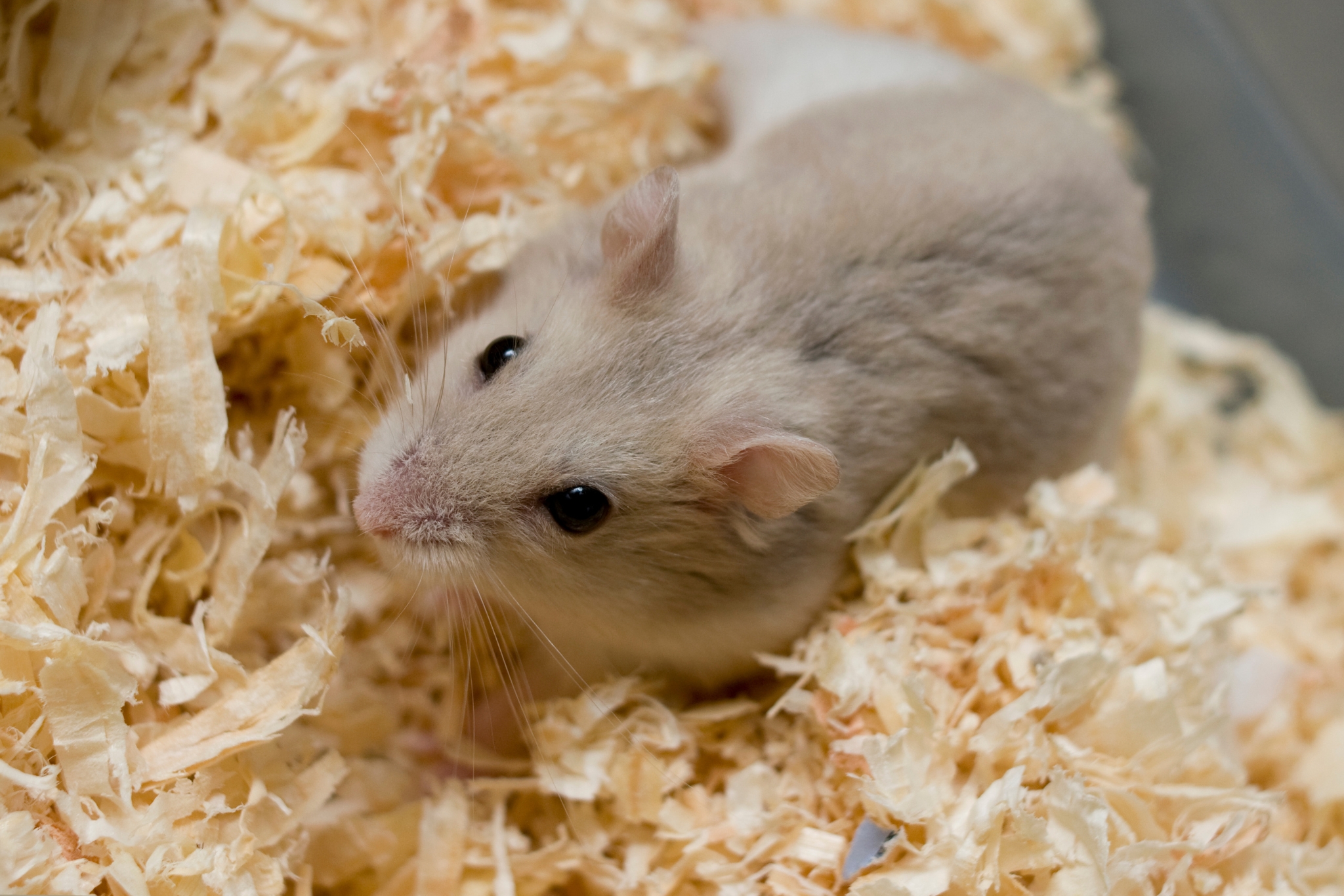 Best Hamster Bedding: Types, Safety Tips, and What to Avoid