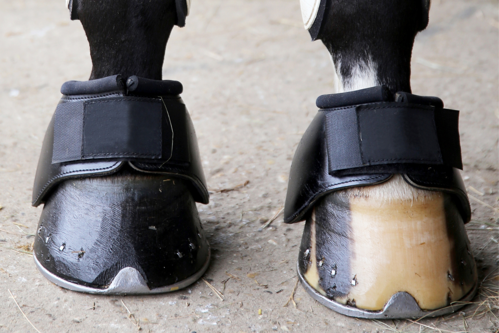 Bell Boots 101: What They Do and When Your Horse Needs Them