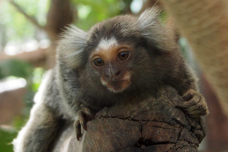 Are Pet Monkeys Legal in Nevada?
