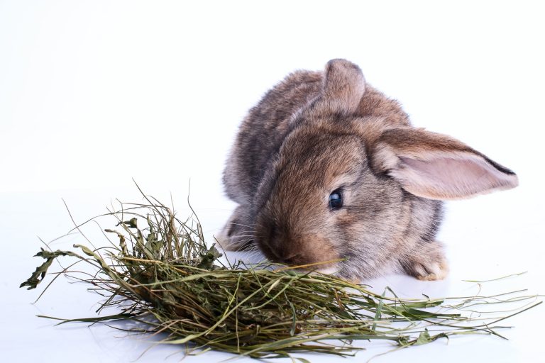 5 Best Hay for Rabbits - Which One Is Right for Your Bunny?