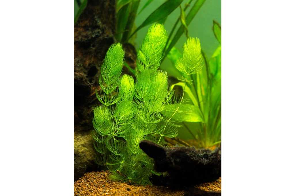 Hornwort