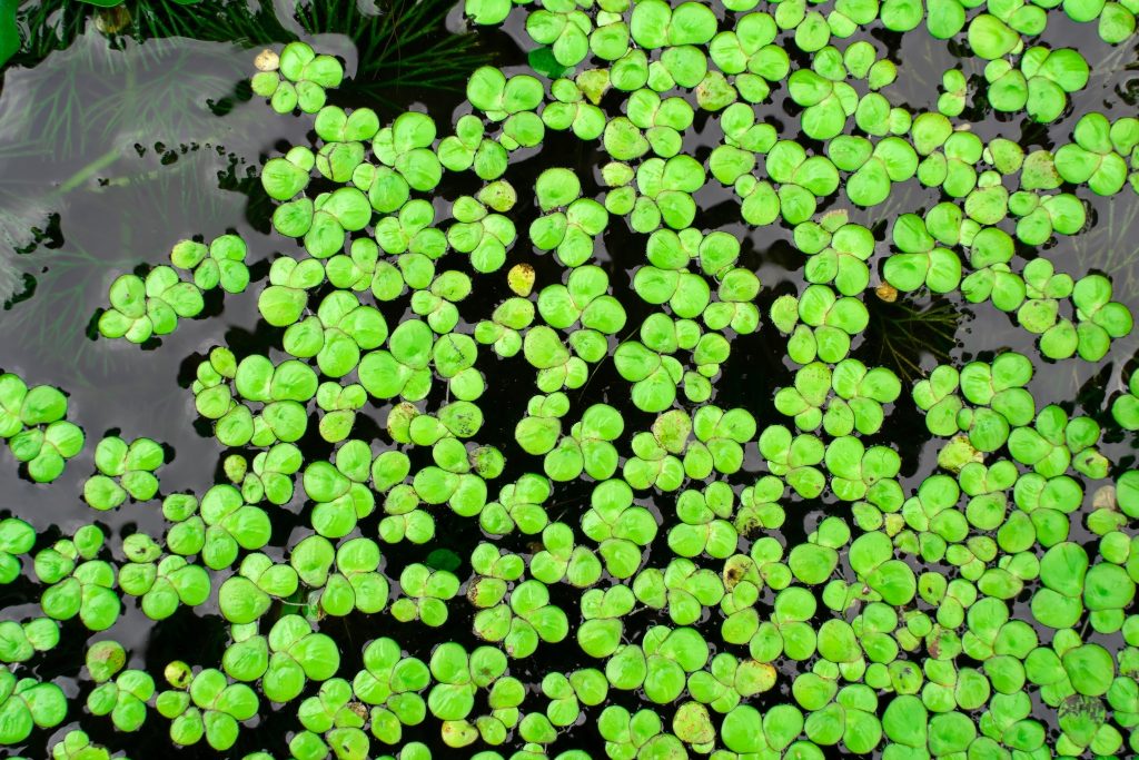 Duckweed
