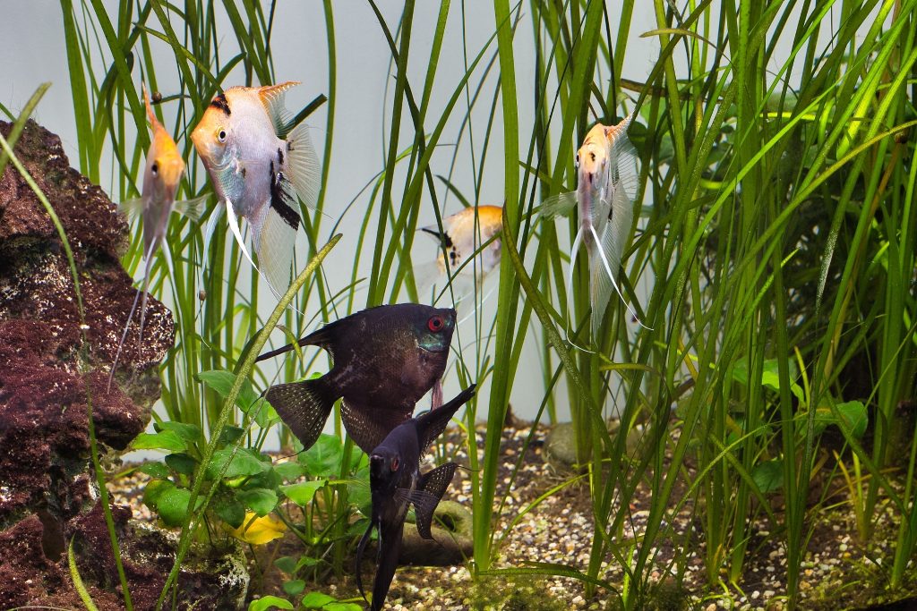 Vallisneria