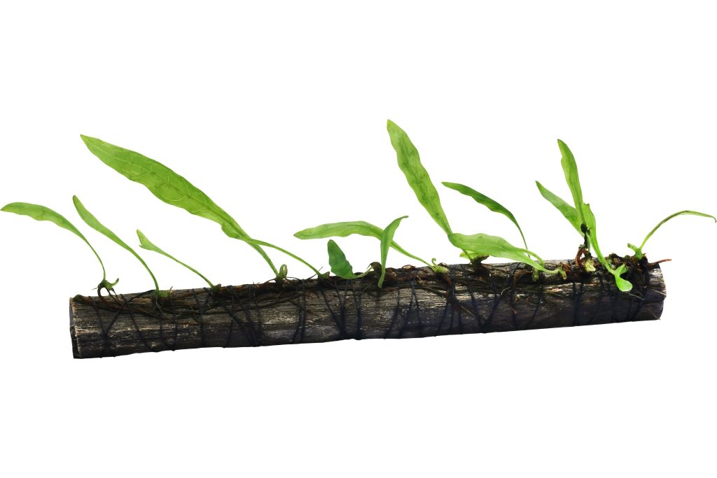 Java Fern