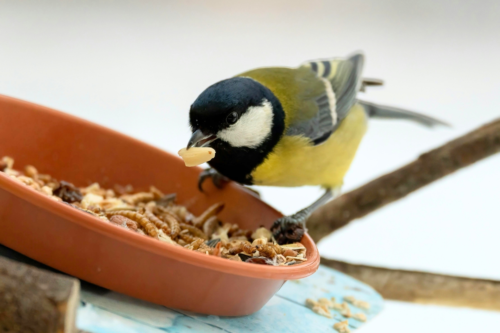 7 Wild Bird Foods Backyard Birders Swear By (And Which Birds They Attract)