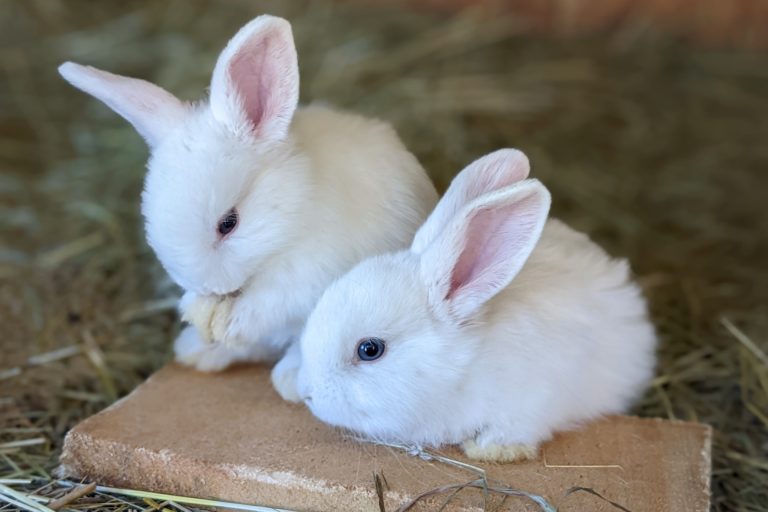 Pet Rabbit Behavior Explained: Your Complete Guide to Understanding Your Bunny