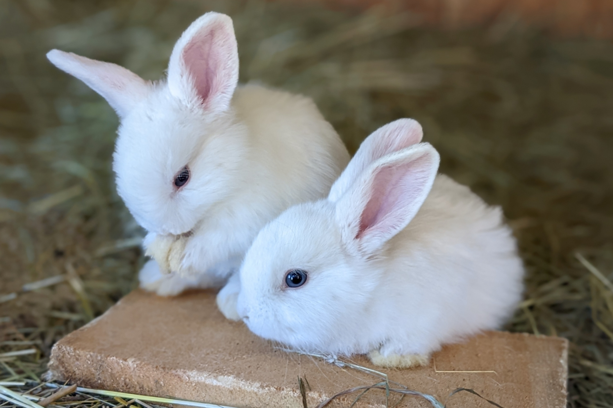 Pet Rabbit Behavior Explained: Your Complete Guide to Understanding Your Bunny