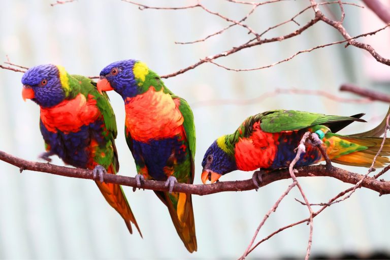 Rainbow Lorikeets as Pets: The Good, Bad, & Ugly Truth