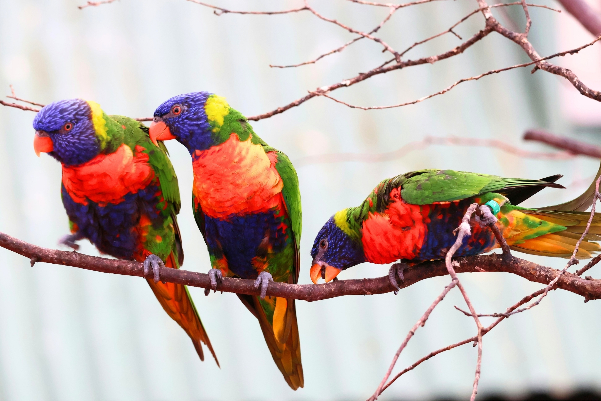 Rainbow Lorikeets as Pets: The Good, Bad, & Ugly Truth
