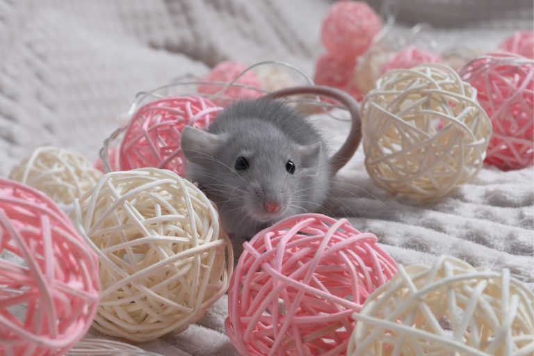 From Chew Sticks to Hammocks: 12 Rat Toys Worth Buying