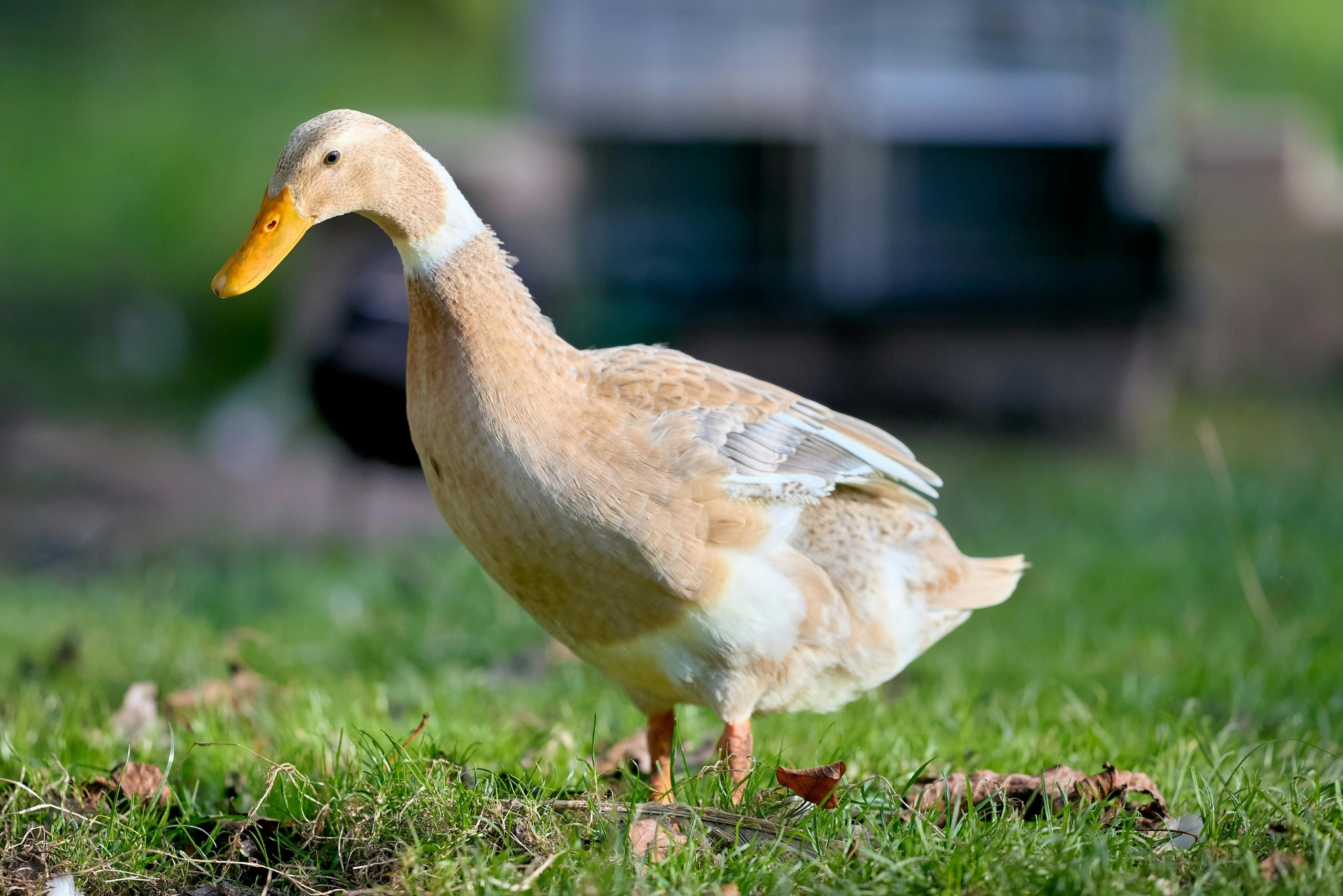 8 Best Duck Feeds for Stronger Legs, Better Eggs, and Healthier Birds