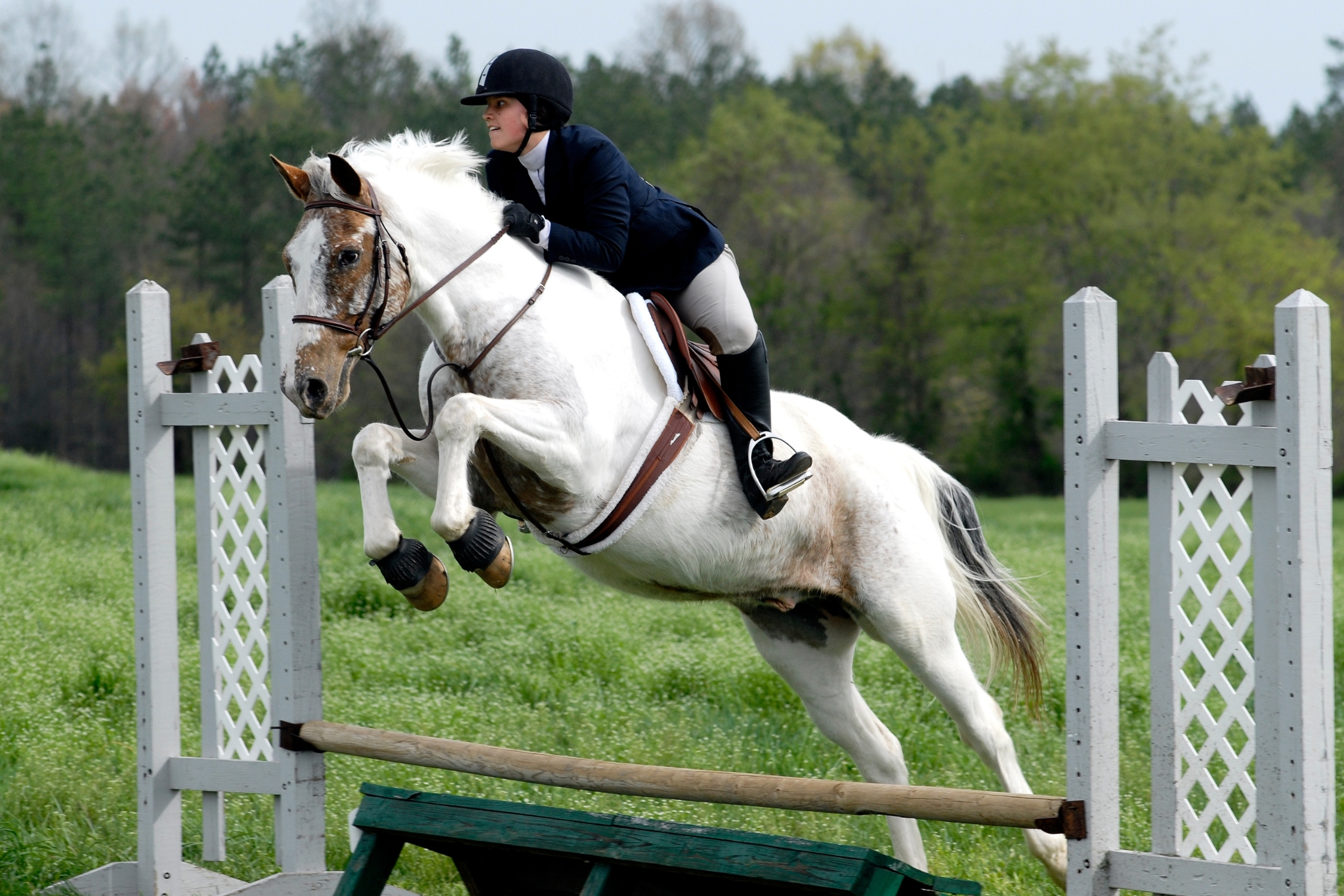 How to Start Riding Hunter Jumpers (Without Making Costly Mistakes)