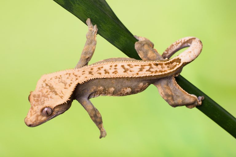 Crested Gecko 101: What "Beginner Friendly" Really Means