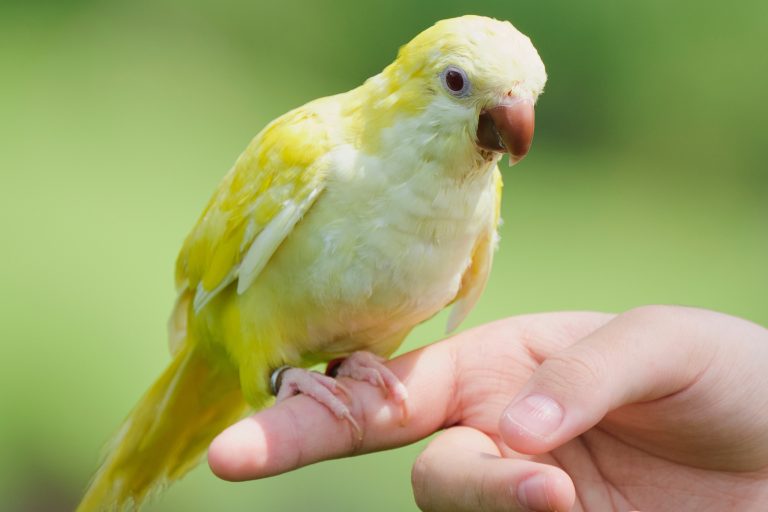 16 Things Every Parrot Owner Needs to Know (Before Something Goes Wrong)