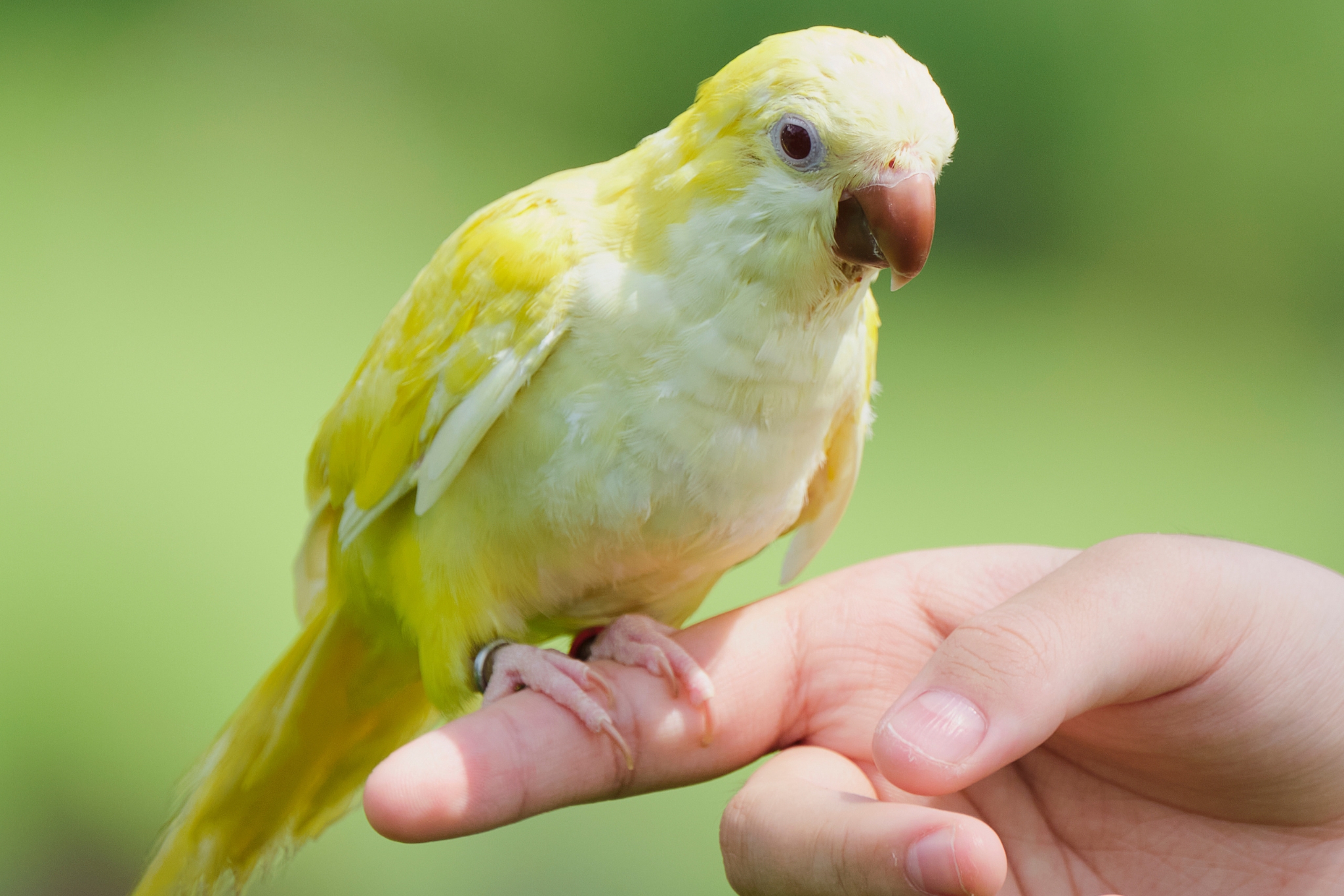 16 Things Every Parrot Owner Needs to Know (Before Something Goes Wrong)