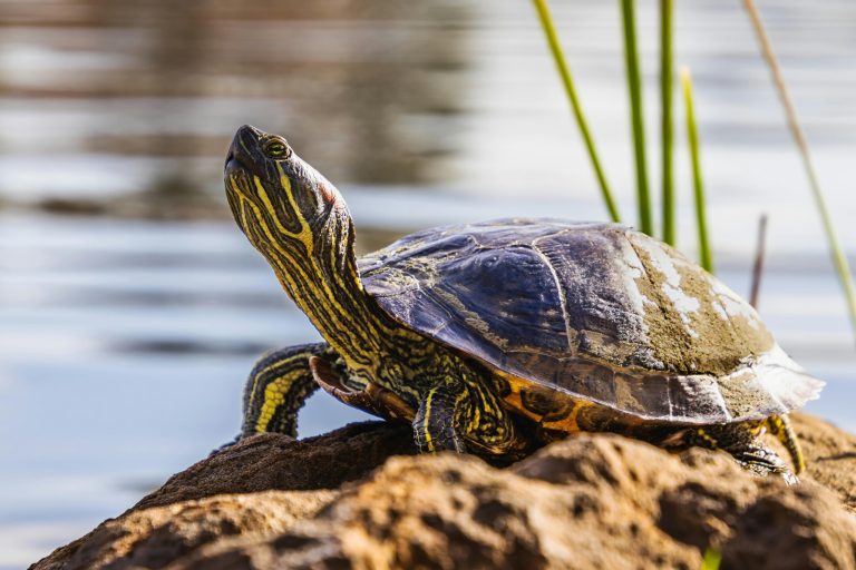 Everything I Wish I Knew Before Setting Up My Outdoor Turtle Pond