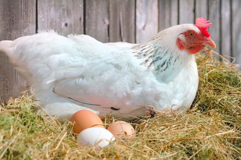 What to Feed Your Chickens for the Freshest, Healthiest, Tastiest Eggs
